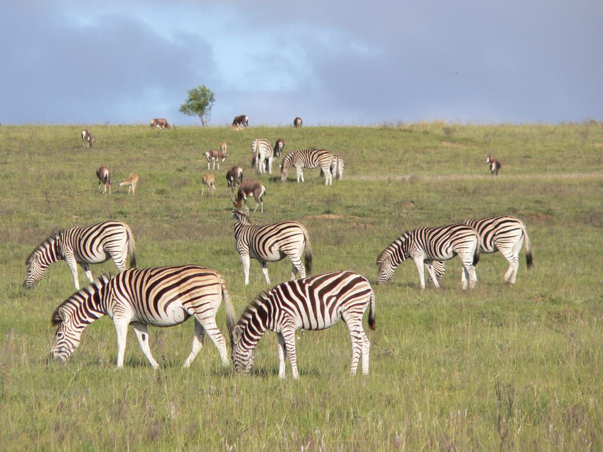 Lalibela Game Reserve Mark'S Camp Grahamstown Buitenkant foto