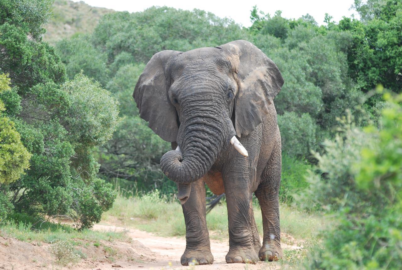 Lalibela Game Reserve Mark'S Camp Grahamstown Buitenkant foto