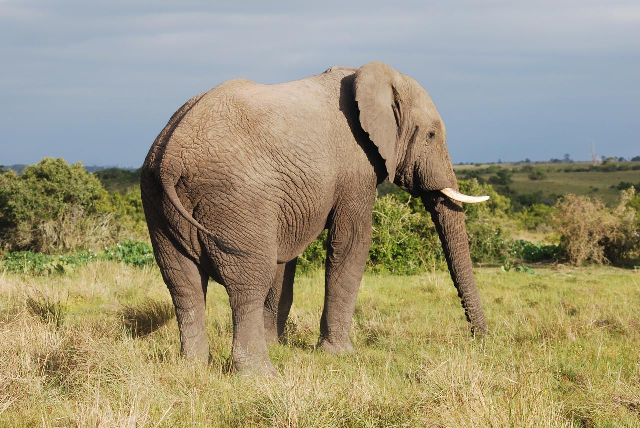 Lalibela Game Reserve Mark'S Camp Grahamstown Buitenkant foto