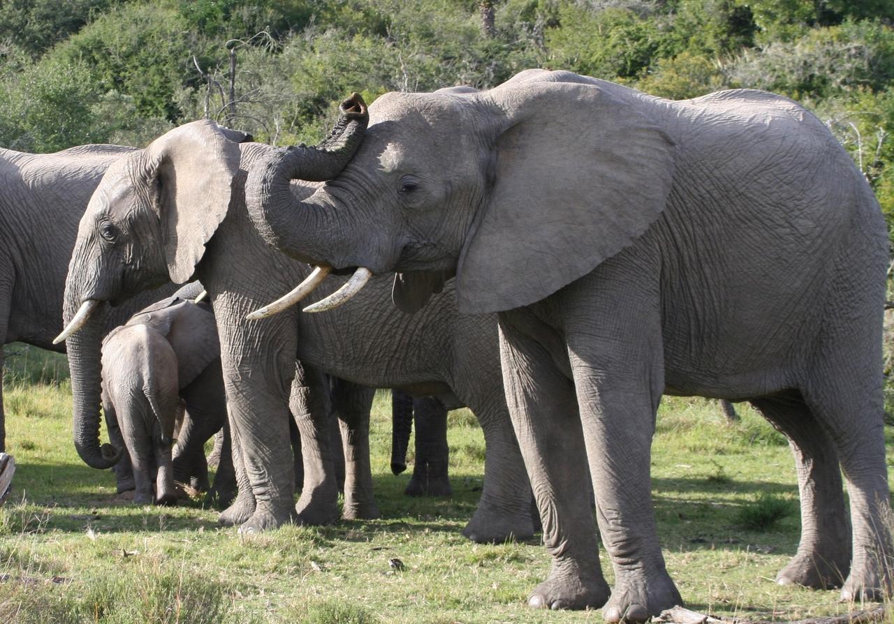 Lalibela Game Reserve Mark'S Camp Grahamstown Buitenkant foto