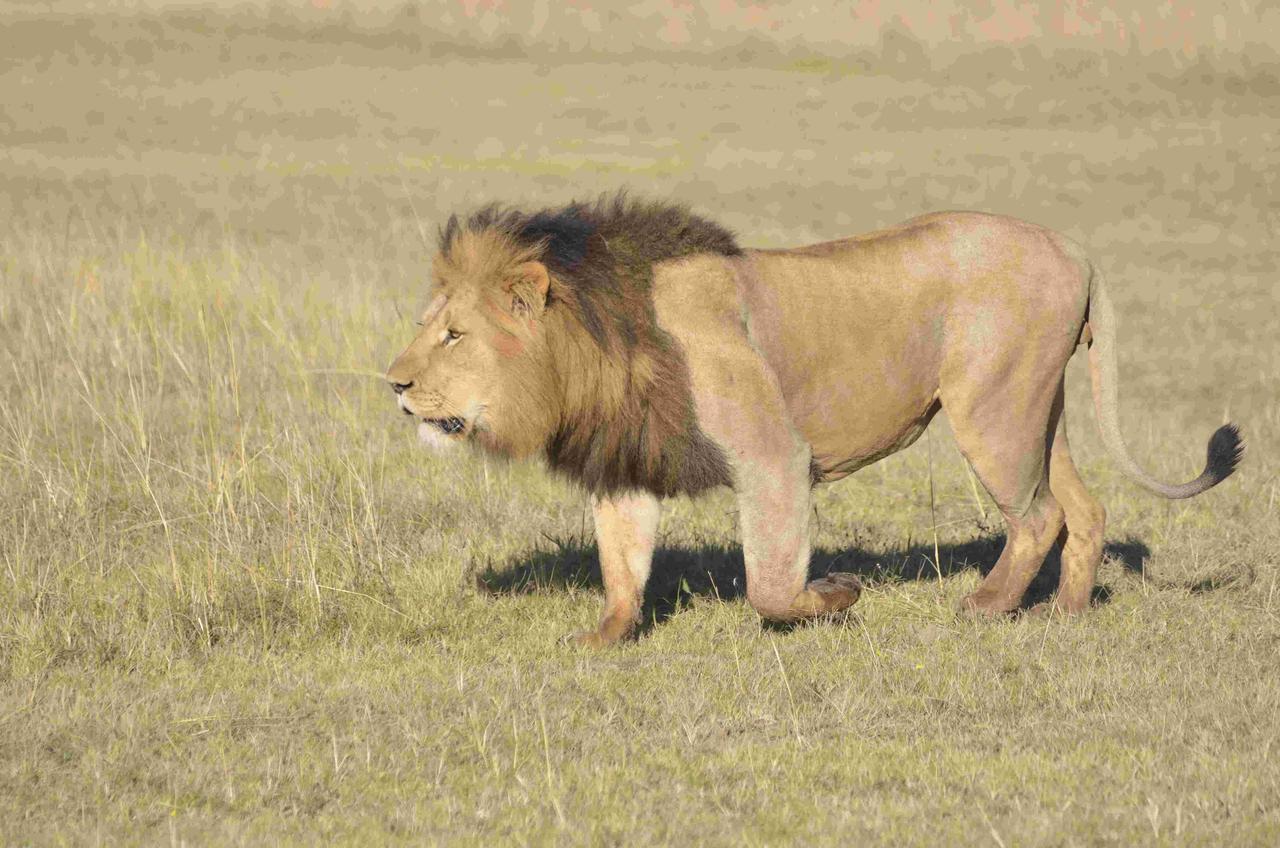 Lalibela Game Reserve Mark'S Camp Grahamstown Buitenkant foto