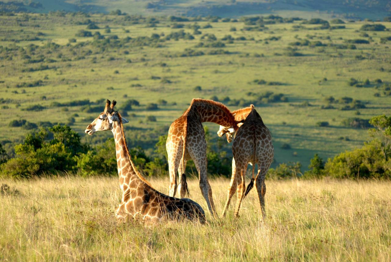 Lalibela Game Reserve Mark'S Camp Grahamstown Buitenkant foto