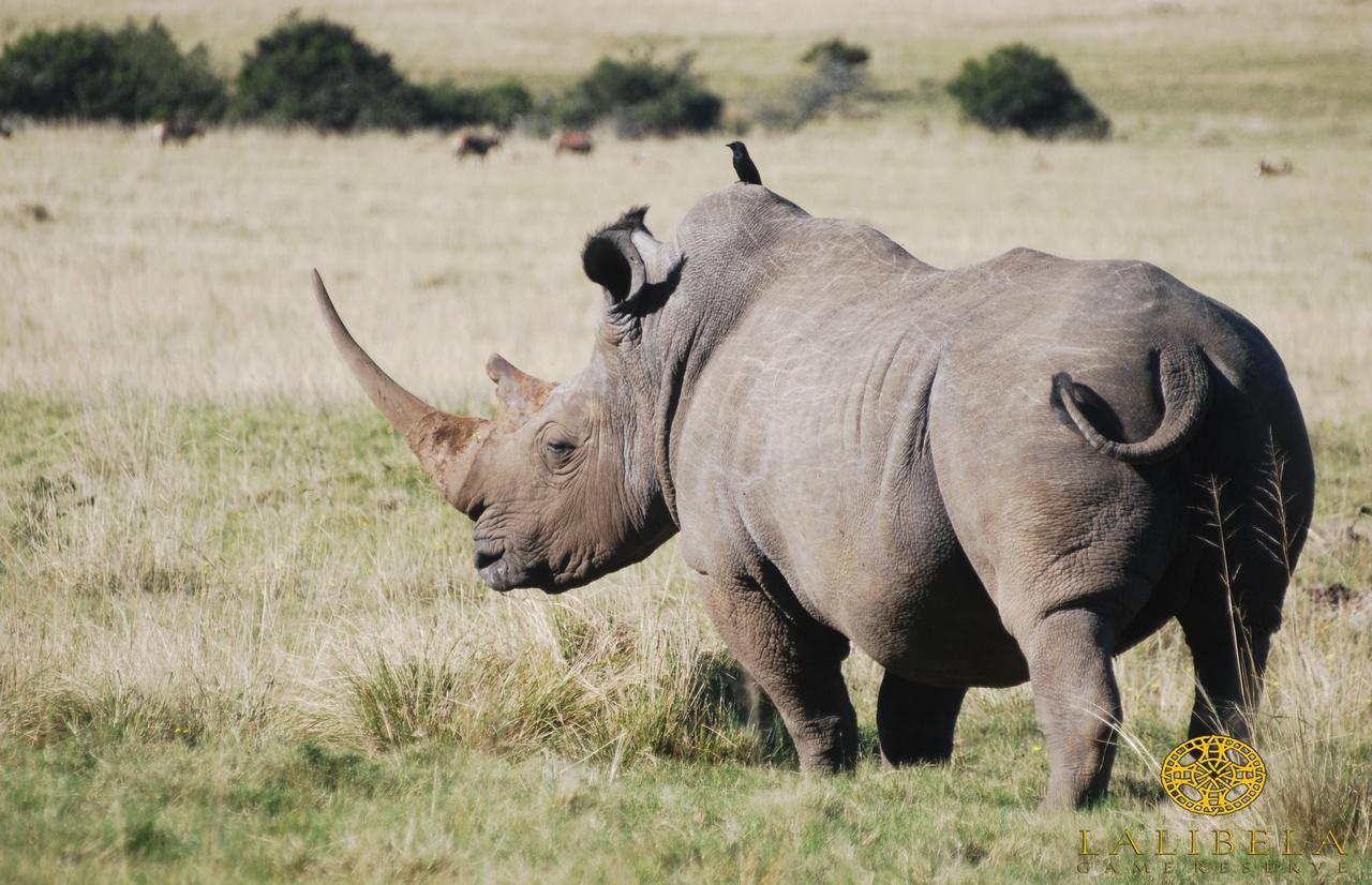 Lalibela Game Reserve Mark'S Camp Grahamstown Buitenkant foto