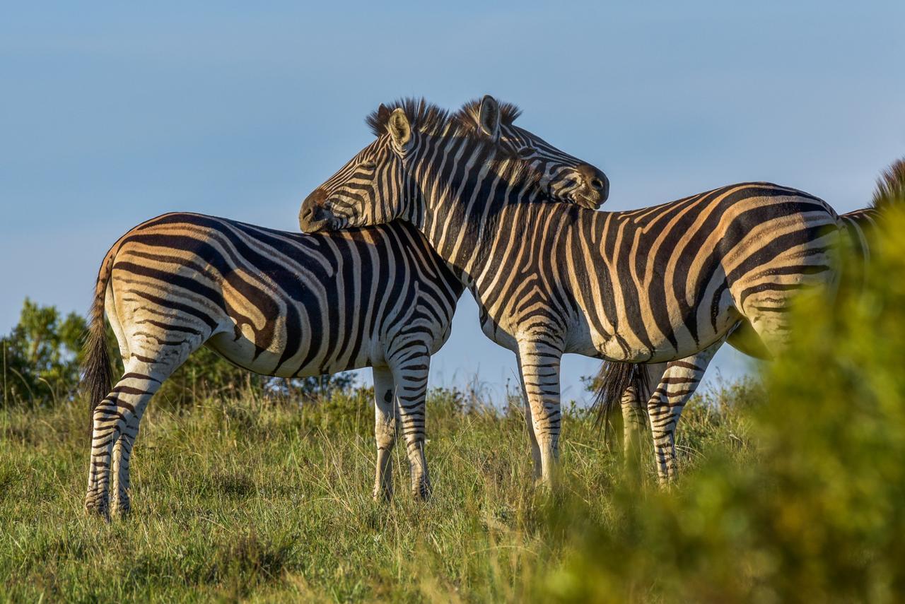 Lalibela Game Reserve Mark'S Camp Grahamstown Buitenkant foto