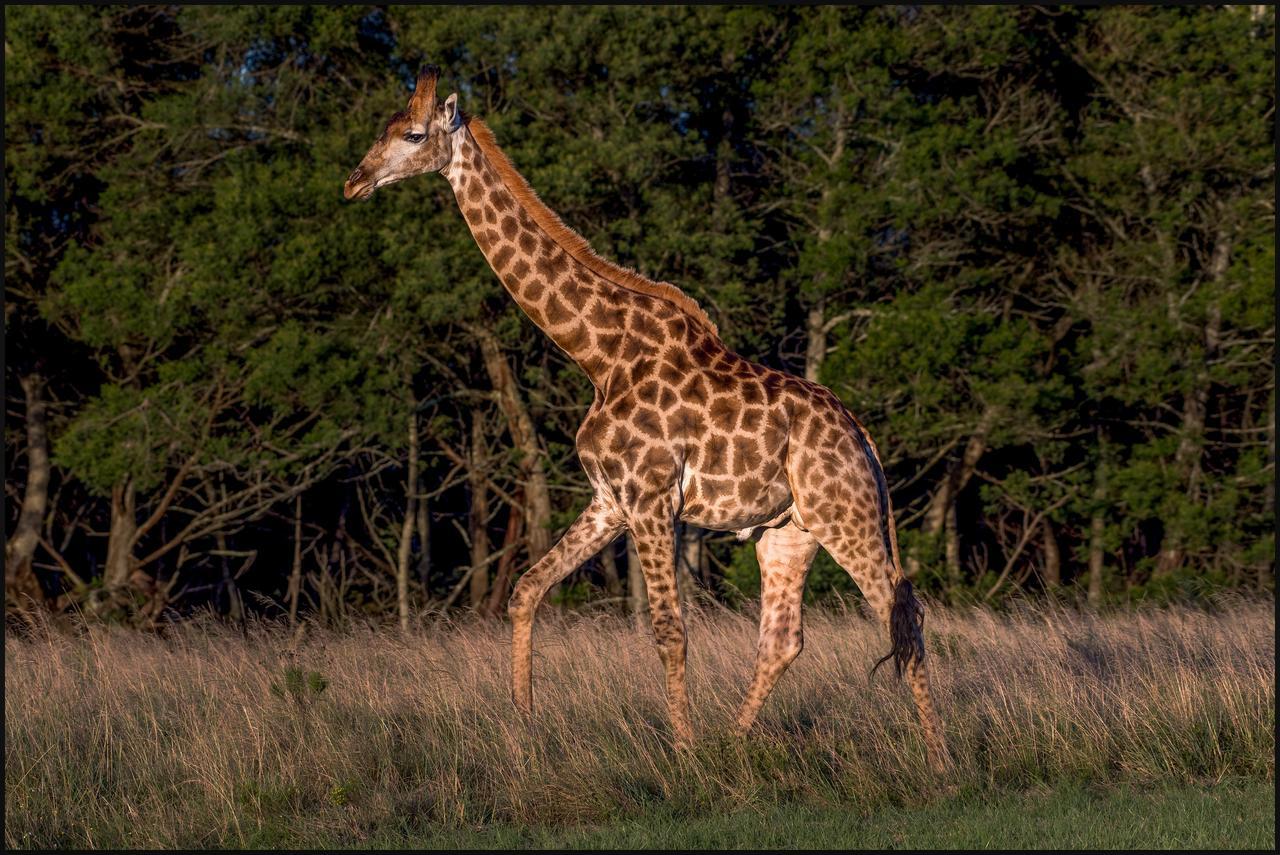 Lalibela Game Reserve Mark'S Camp Grahamstown Buitenkant foto
