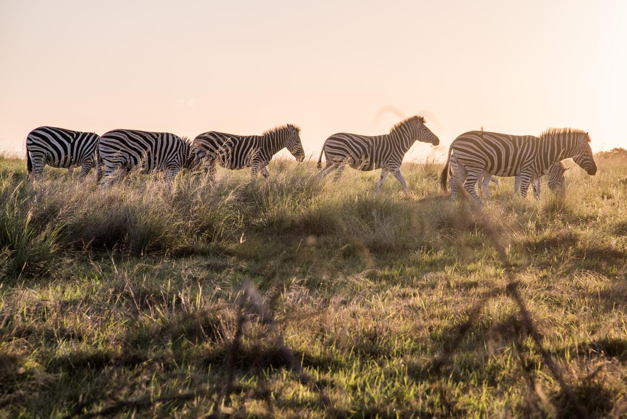 Lalibela Game Reserve Mark'S Camp Grahamstown Buitenkant foto