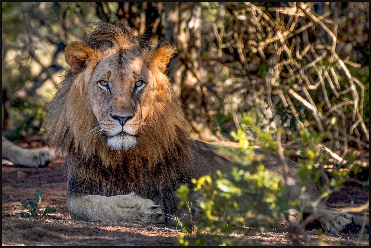 Lalibela Game Reserve Mark'S Camp Grahamstown Buitenkant foto