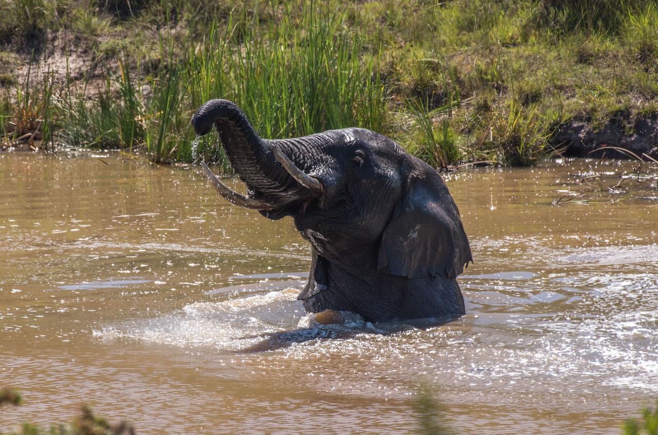 Lalibela Game Reserve Mark'S Camp Grahamstown Buitenkant foto