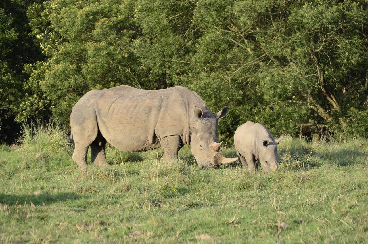Lalibela Game Reserve Mark'S Camp Grahamstown Buitenkant foto
