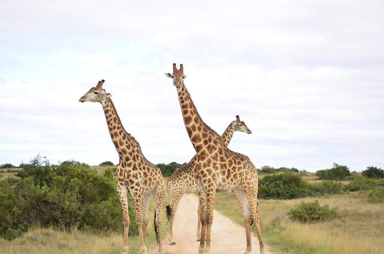Lalibela Game Reserve Mark'S Camp Grahamstown Buitenkant foto