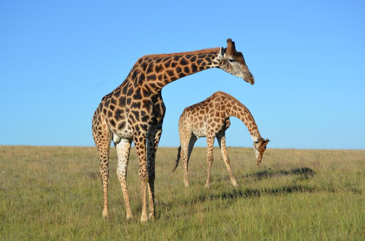 Lalibela Game Reserve Mark'S Camp Grahamstown Buitenkant foto