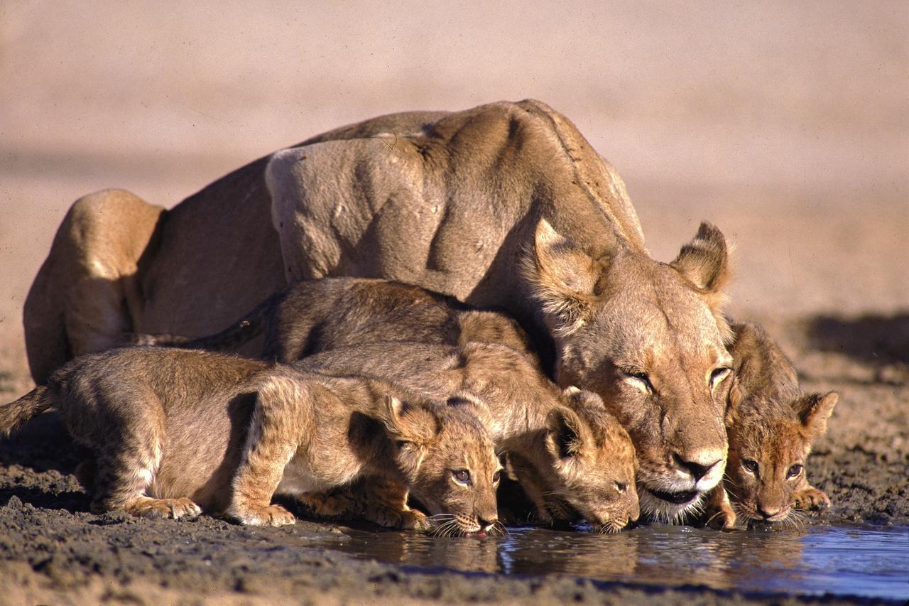 Lalibela Game Reserve Mark'S Camp Grahamstown Buitenkant foto