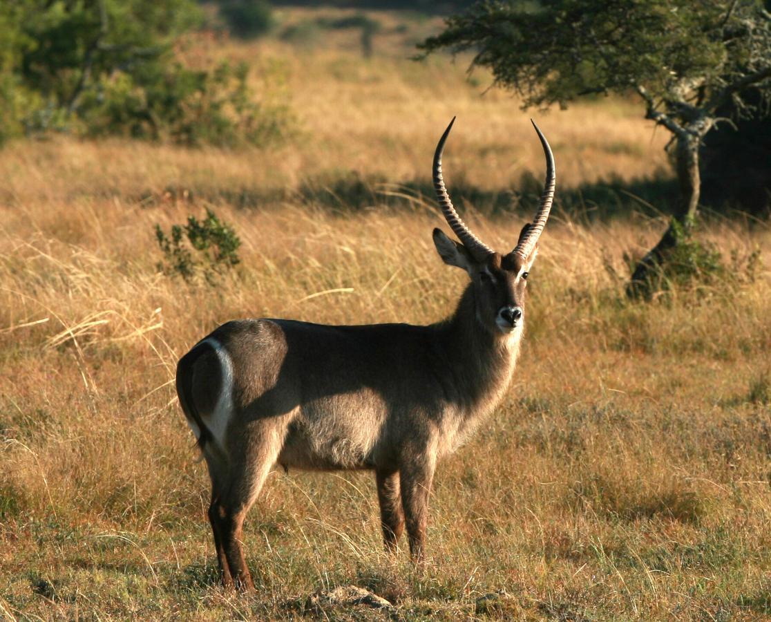 Lalibela Game Reserve Mark'S Camp Grahamstown Buitenkant foto