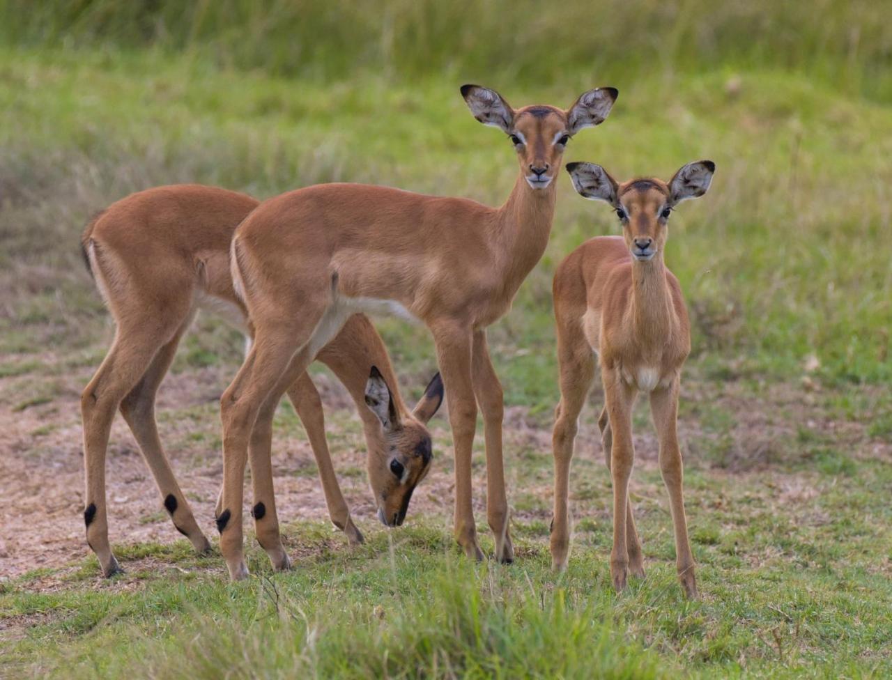 Lalibela Game Reserve Mark'S Camp Grahamstown Buitenkant foto