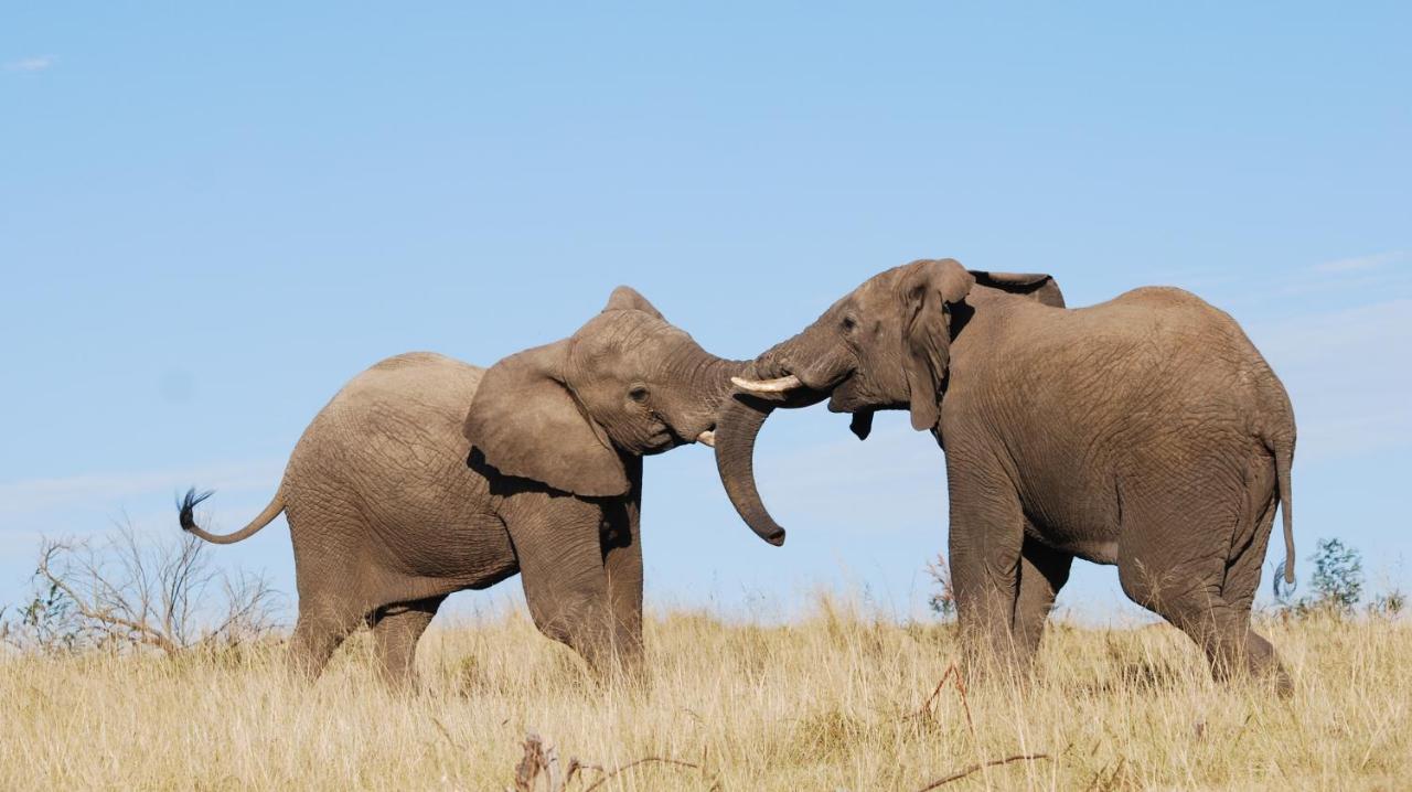 Lalibela Game Reserve Mark'S Camp Grahamstown Buitenkant foto